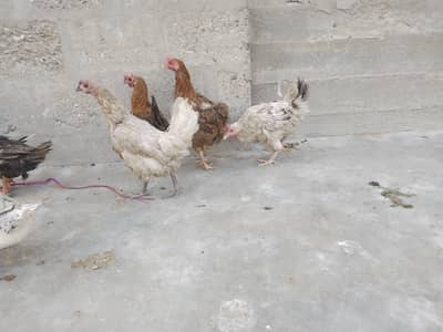 Egg laying hens cats babies bhi hai
