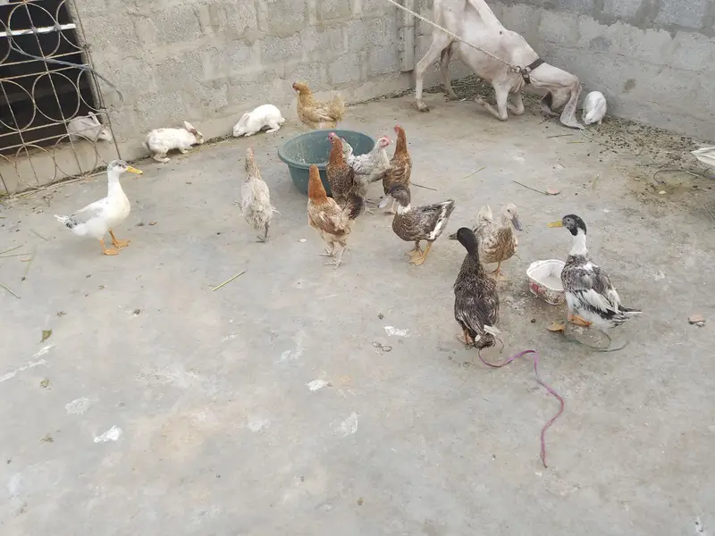 Egg laying hens cats babies bhi hai — photo 2