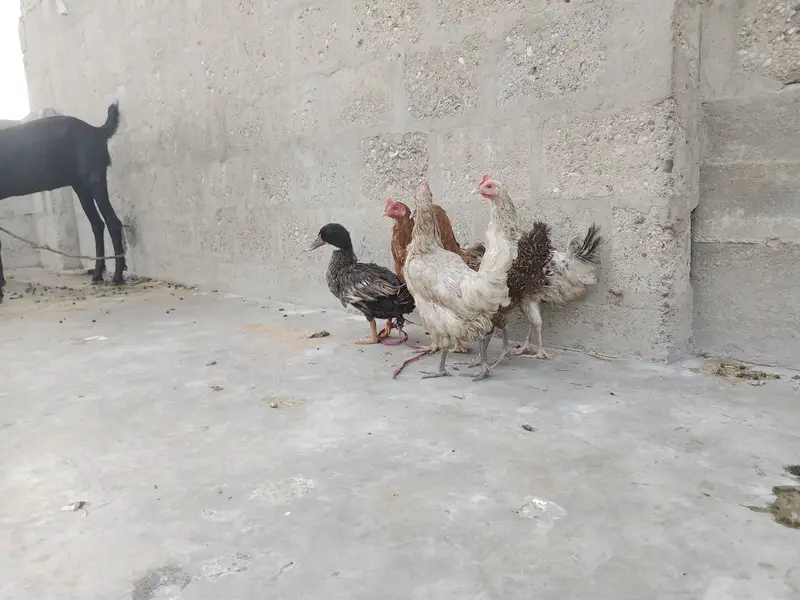 Egg laying hens cats babies bhi hai — photo 3