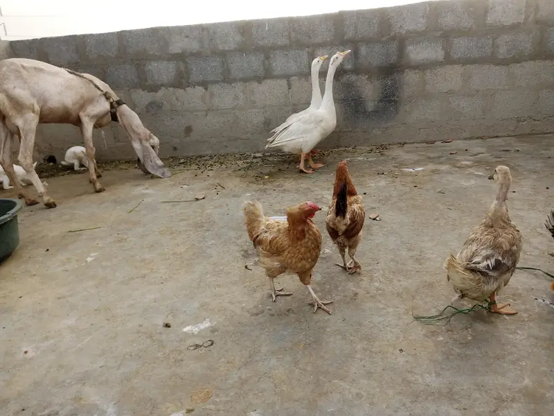 Egg laying hens cats babies bhi hai — photo 4