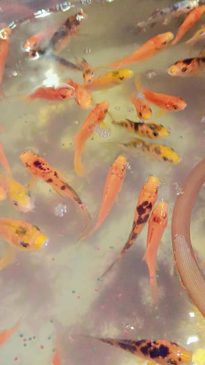 Koi  Fishes Wholesale Rate