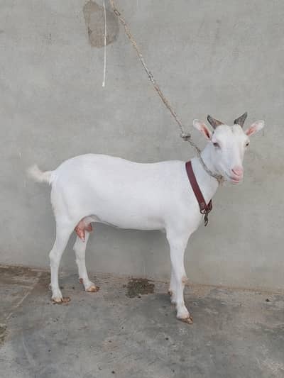 Zero size teddy gulabi female age 6 dant