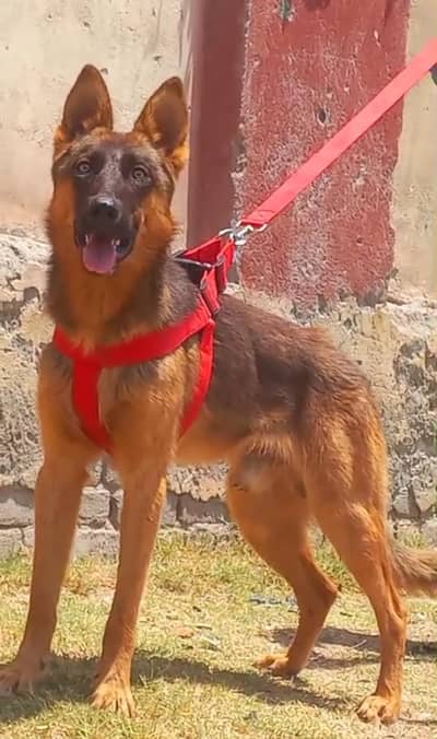 pure Belgium shepherd male best security guard dog healthy and active