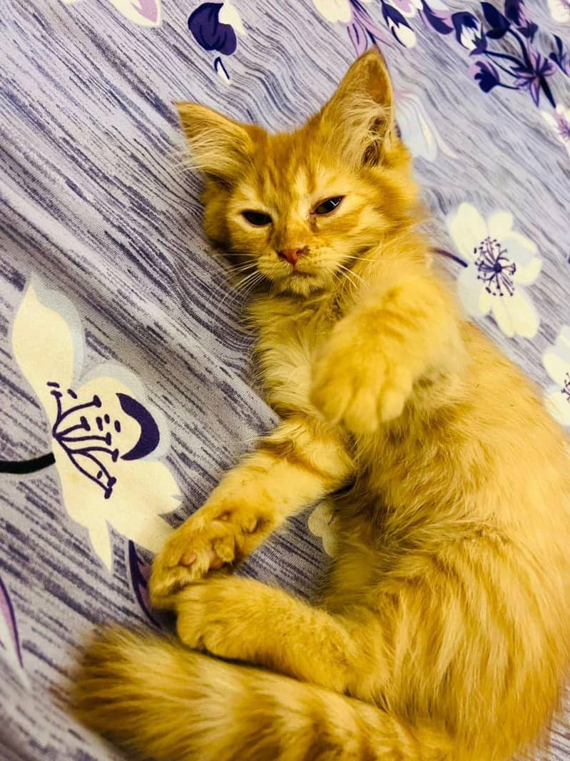 persian 2