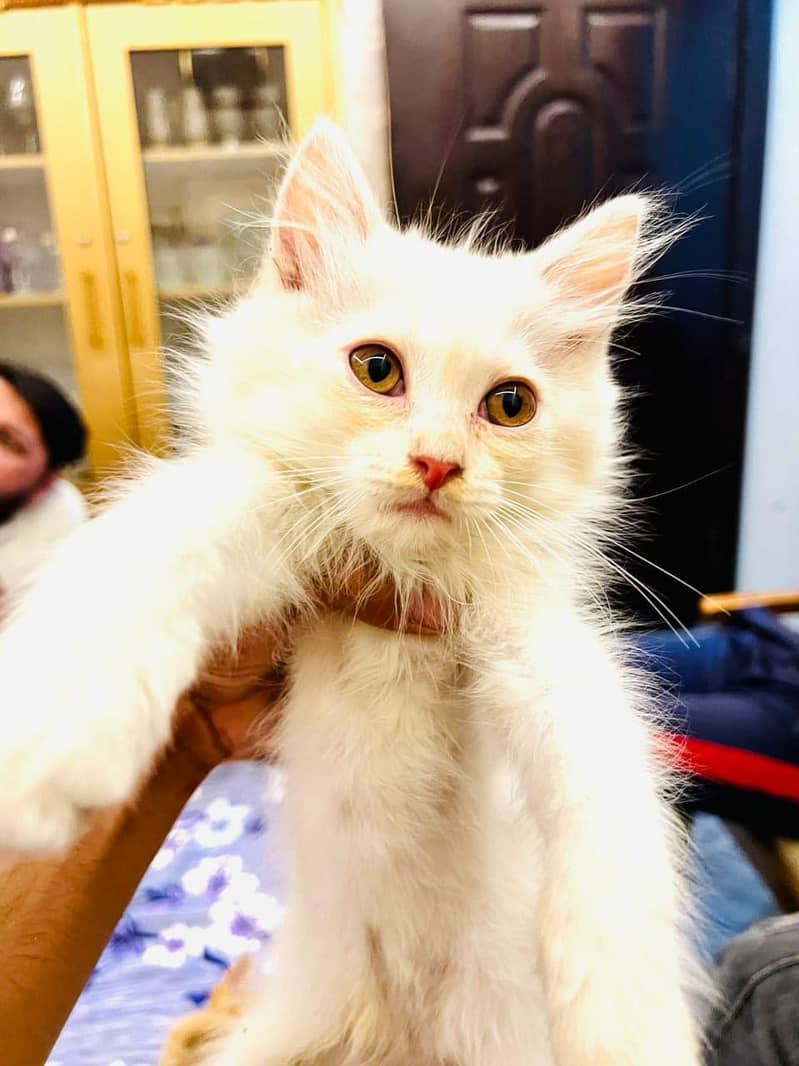 persian 4