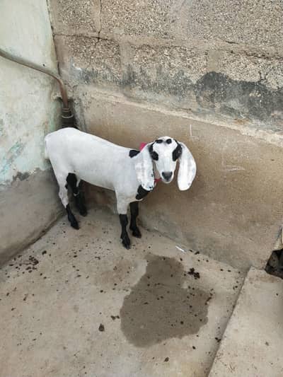 Teddy Tapra Bakri or bacha female hai
