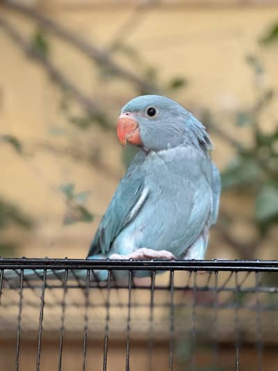 Blue parrot
