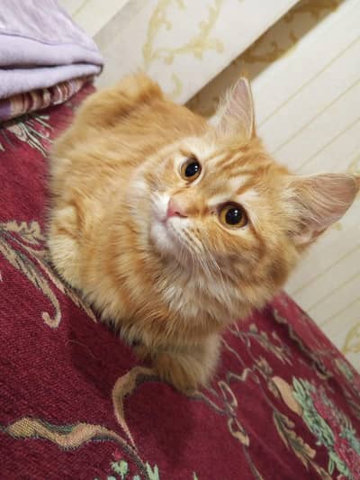 semi Persian cat