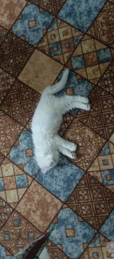 persian kitten