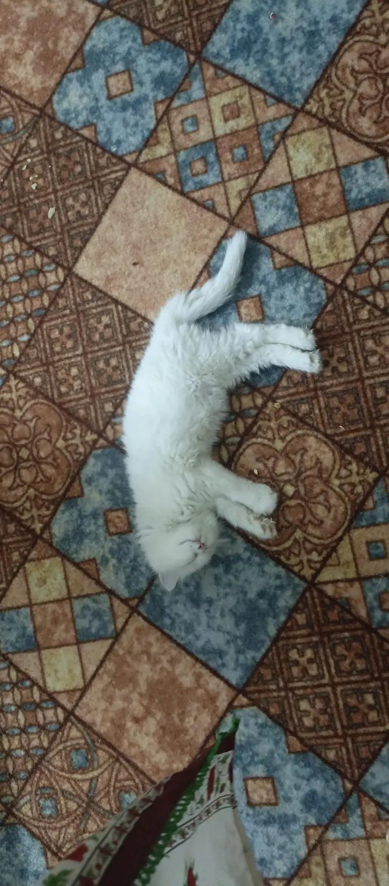 persian kitten — photo 2