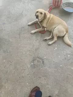 Pure Labrador Dog Jack for Sale – Passport & London Visa Available