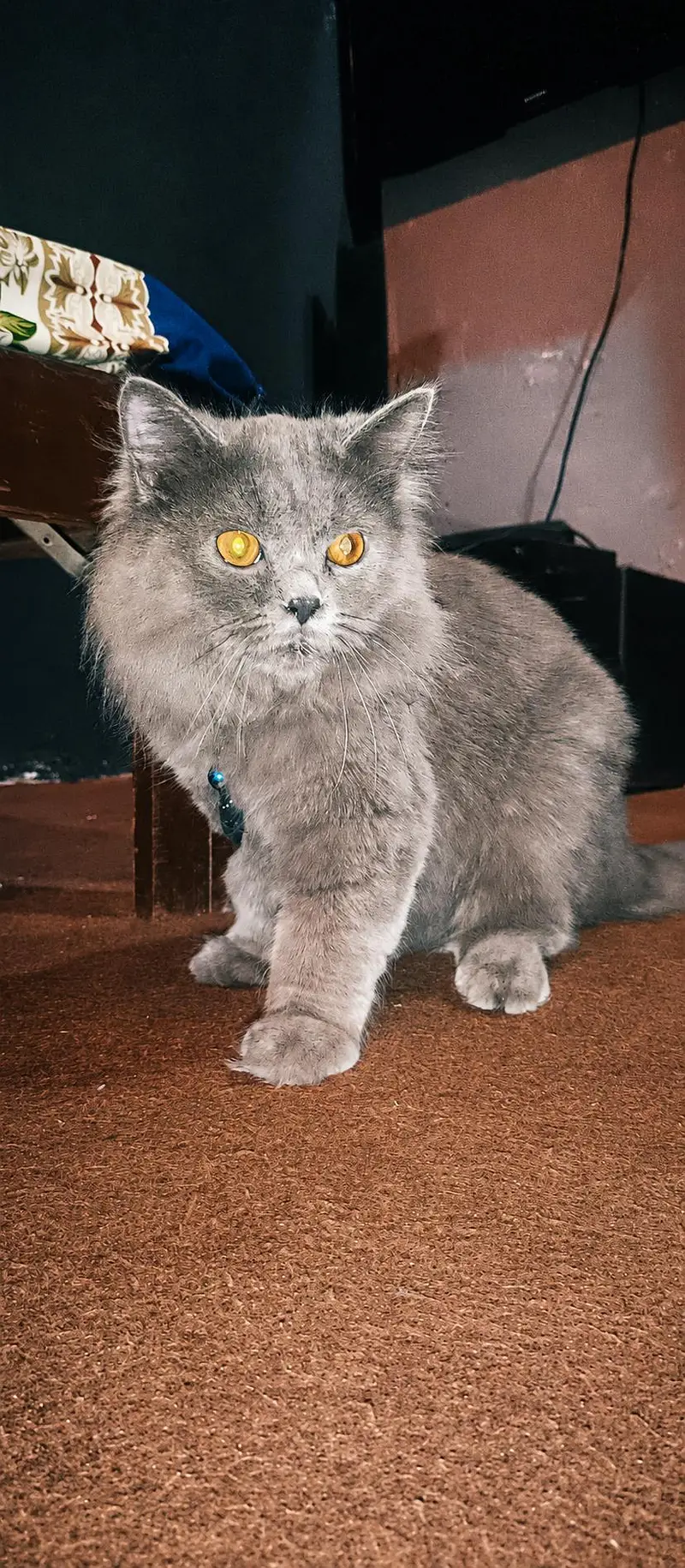 Persian Cat Smokey Grey Colour — photo 3