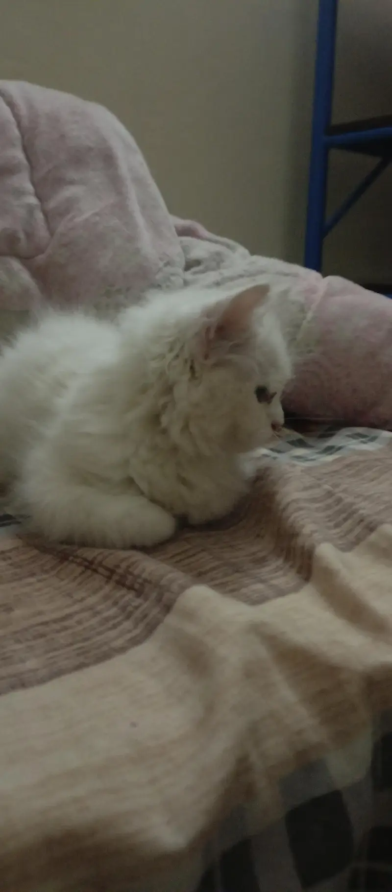 persian kitten — photo 3