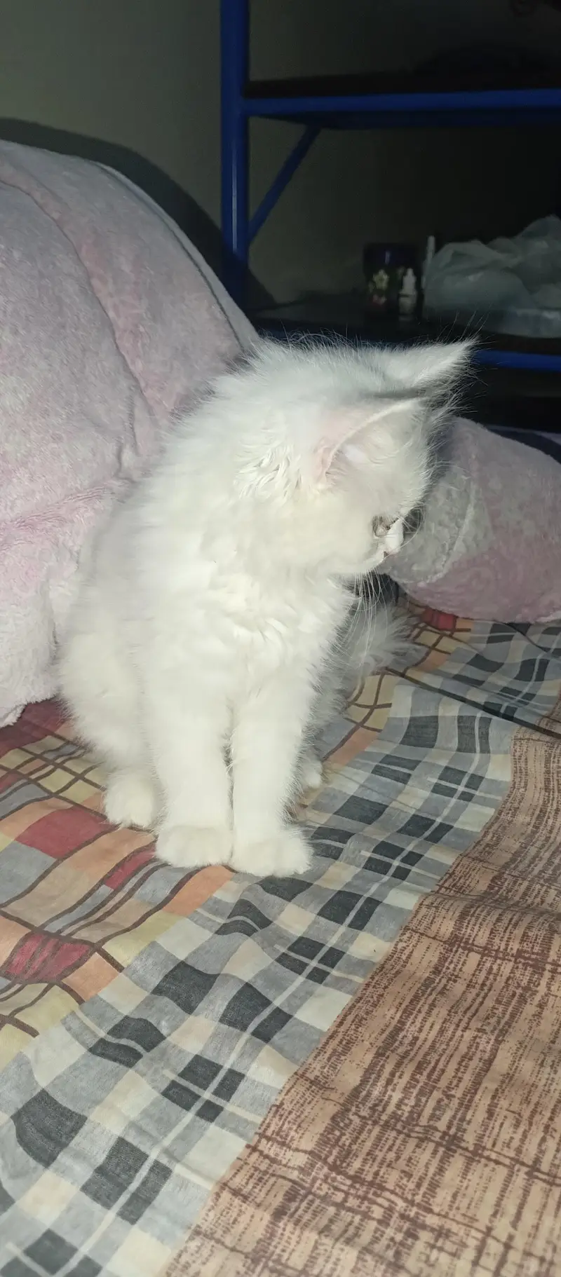 persian kitten — photo 4