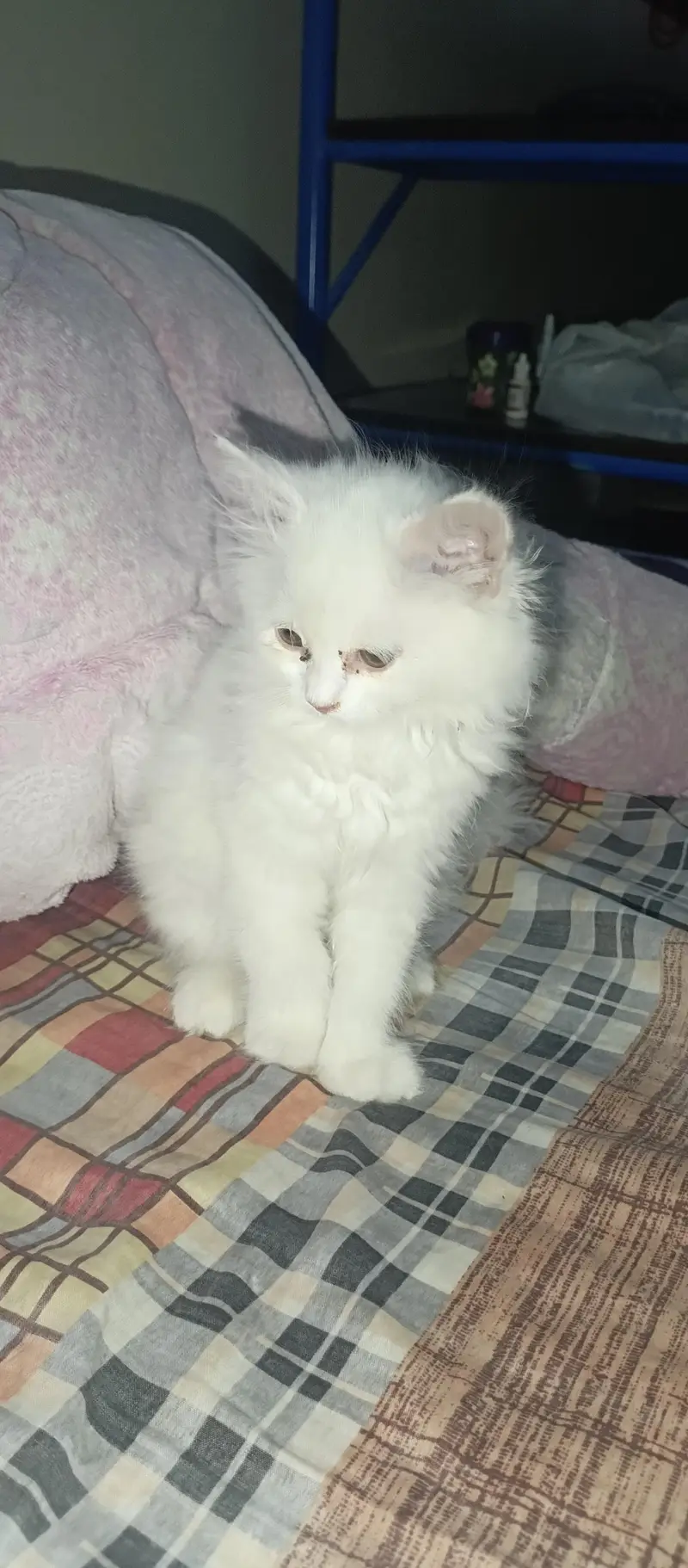 persian kitten — photo 5