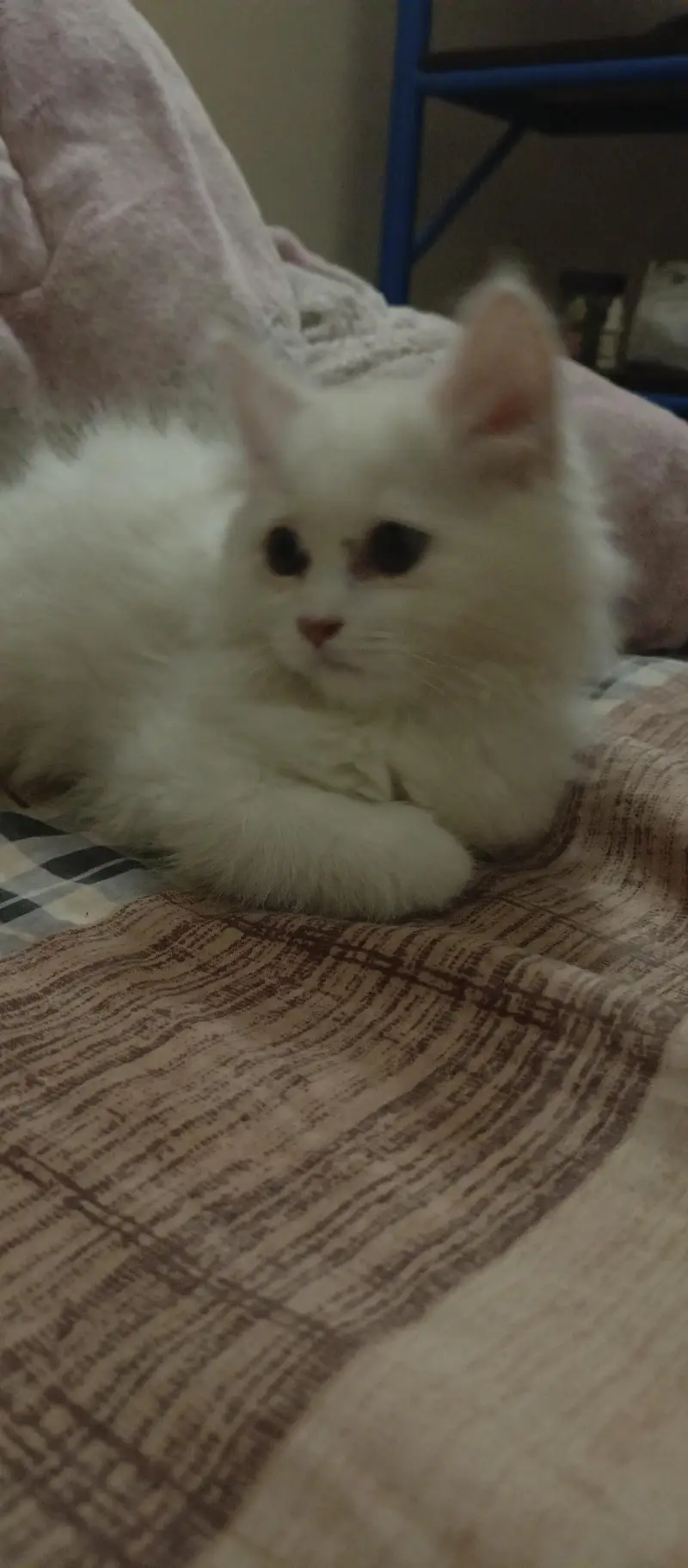 persian kitten — photo 6