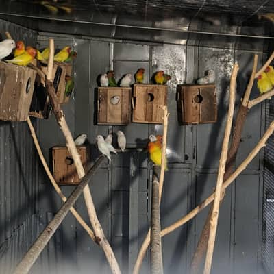 Love Birds Colony sell