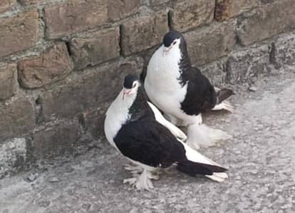 sherazi beautiful pair 03318180286