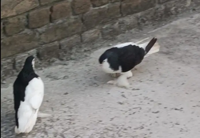 sherazi beautiful pair 03318180286 — photo 3