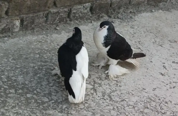 sherazi beautiful pair 03318180286 — photo 4