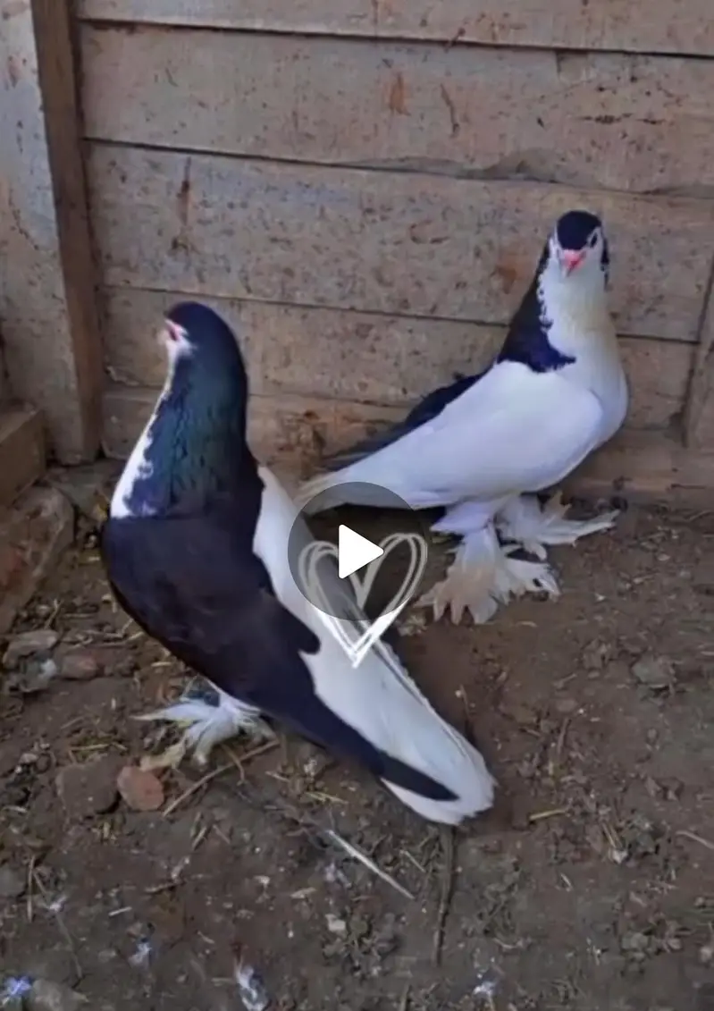 sherazi beautiful pair 03318180286 — photo 5