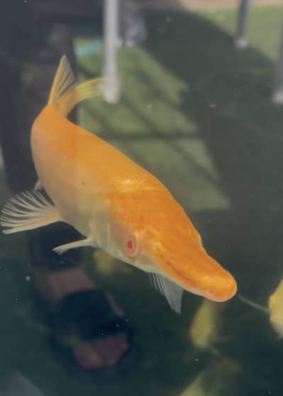 Albino Aligator gar 1ft plus