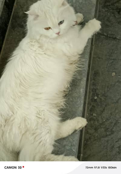 Persian kittens with triple coat