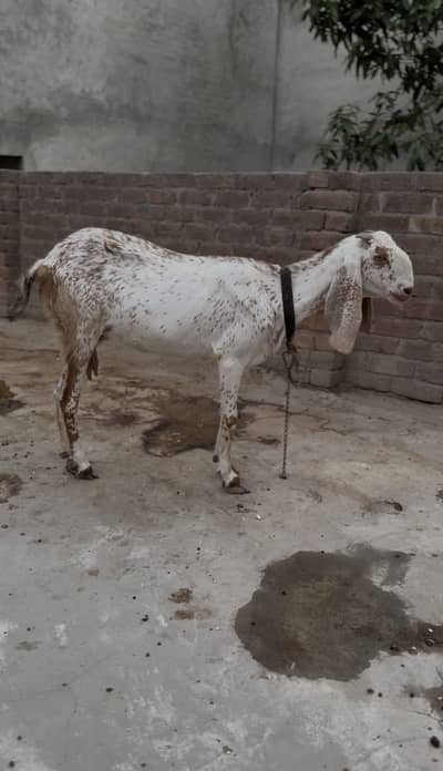 Makhi Cheeni Bakri