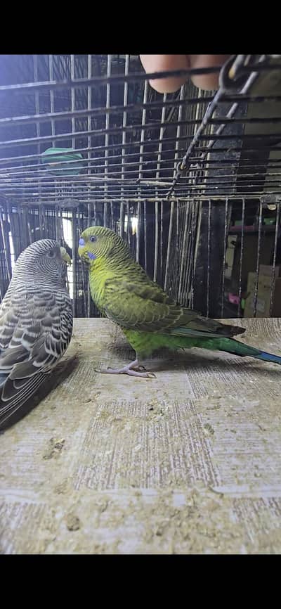Combo Pair BfBw blackface blackwing