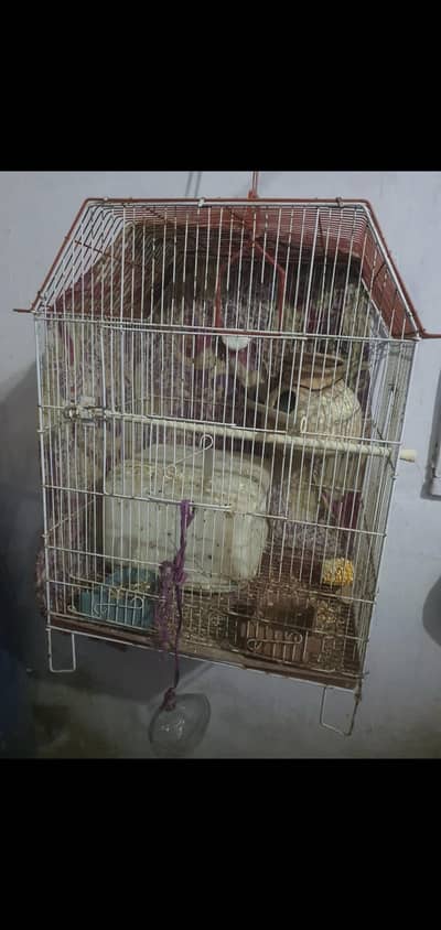 1 Albino pair with cage WhatsApp  03172868707