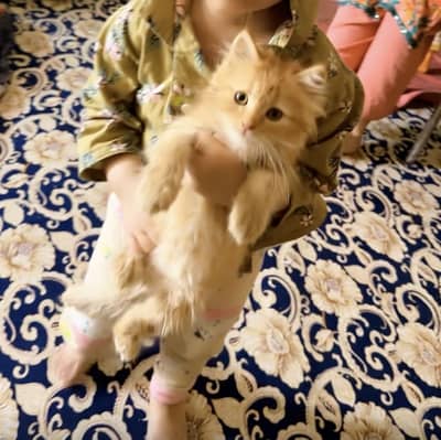 3Month Old Persian Kitten Available Complete Accessories Included