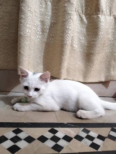 Cat Selling