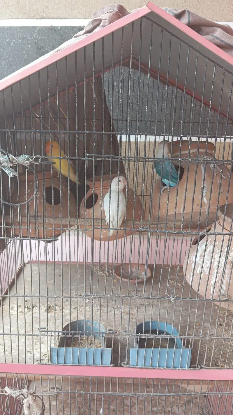 Cage with Parrot "Urgent Sale" — photo 2