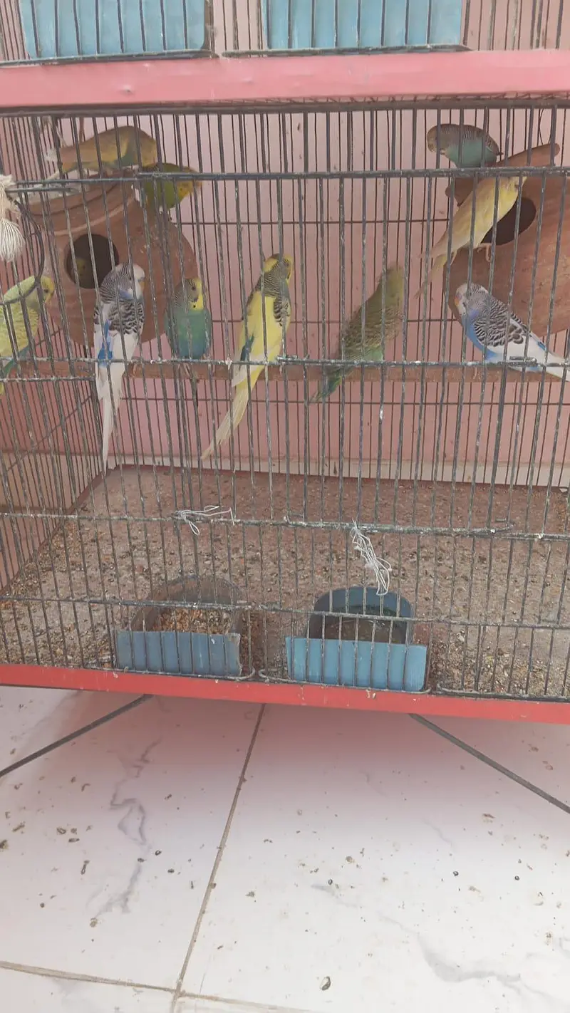 Cage with Parrot "Urgent Sale" — photo 3