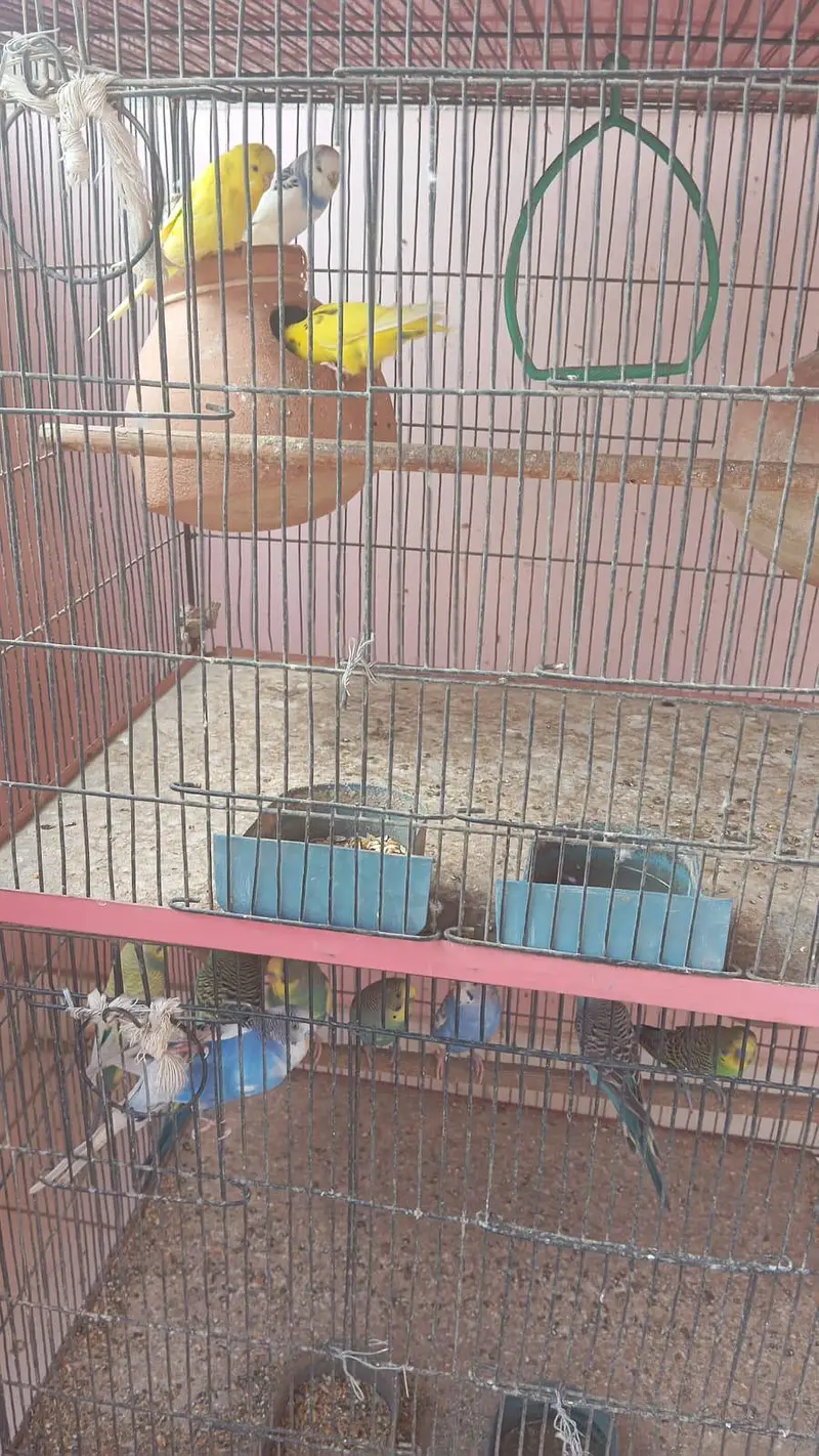 Cage with Parrot "Urgent Sale" — photo 4