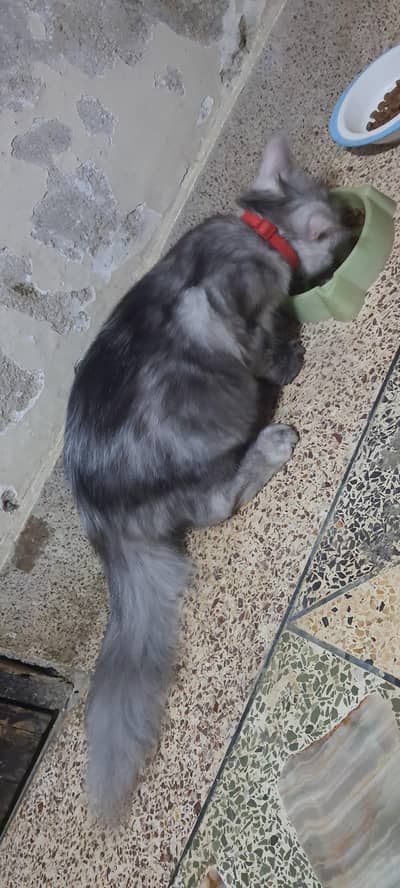 persion grey cat