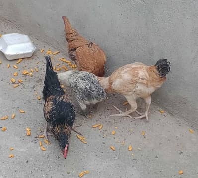 kruk murgi for sale