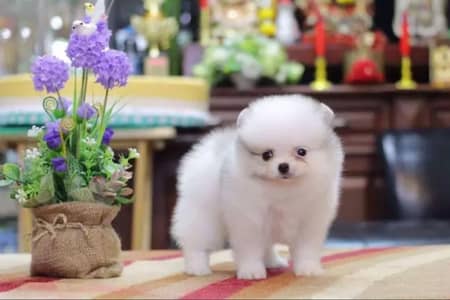 Pomeranian puppies for sale 2 month age Whatsapp no 03291198929
