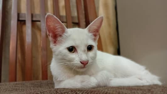 Persian Kitten