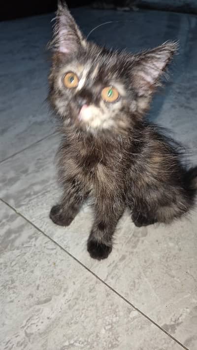 4 kitten male 1 female sami person