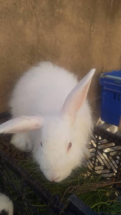 Rabbits Sale Islamabad