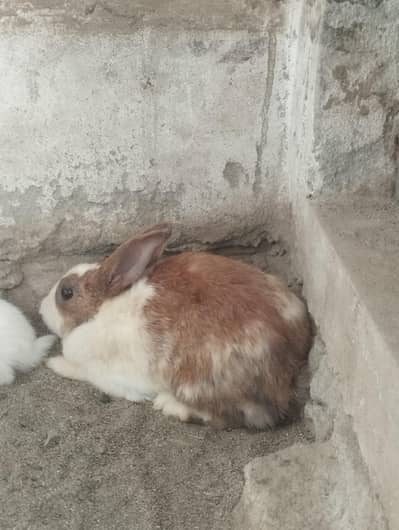 2 female rabbits