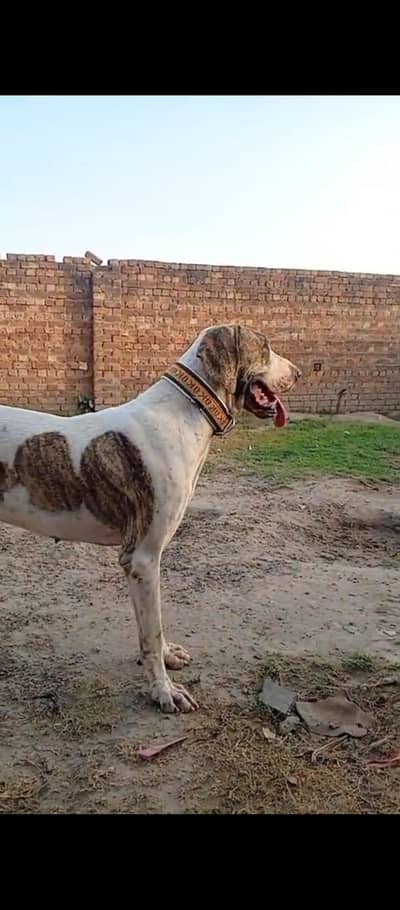 High quality bully female