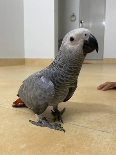 Grey parrot