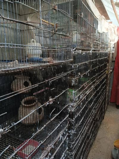 Cage For Bird