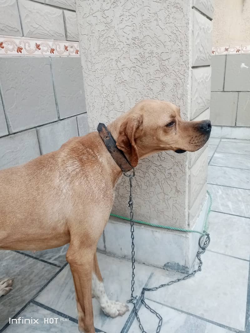 English pointer 0