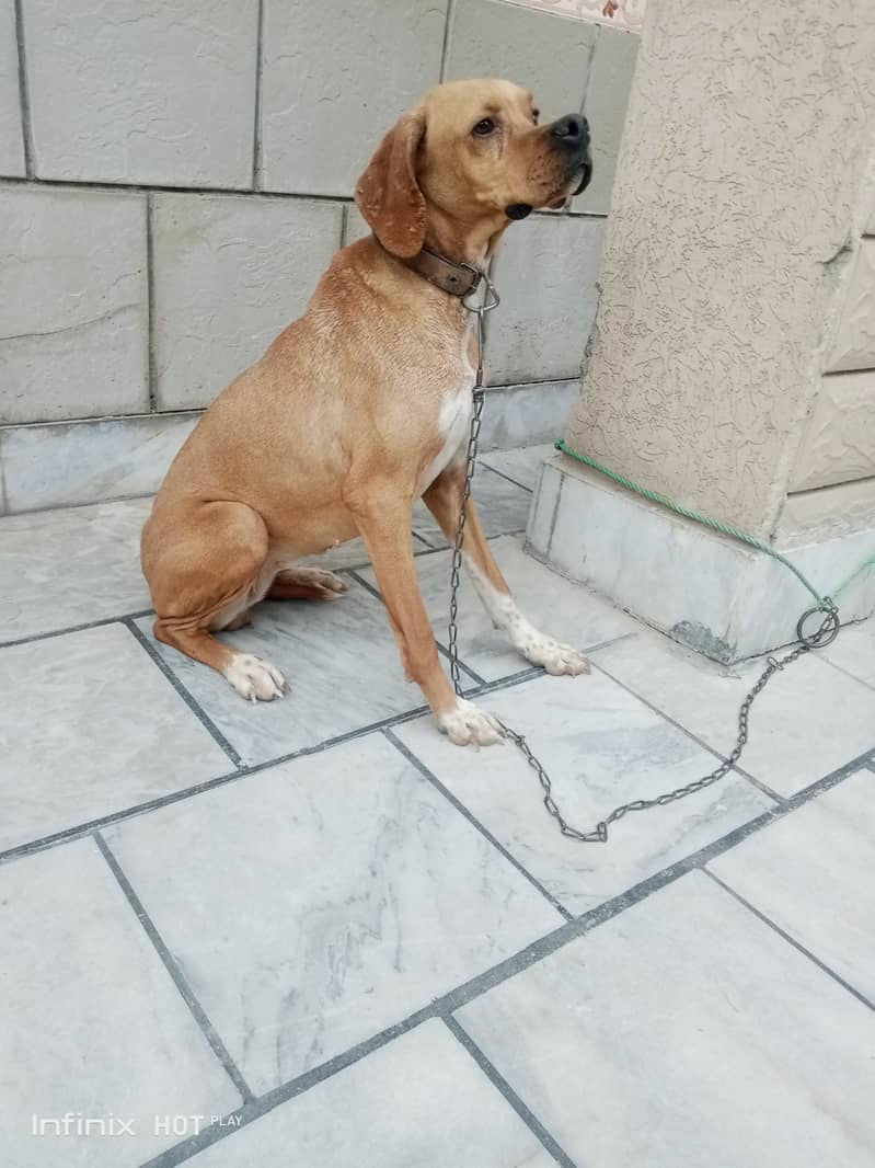 English pointer 1