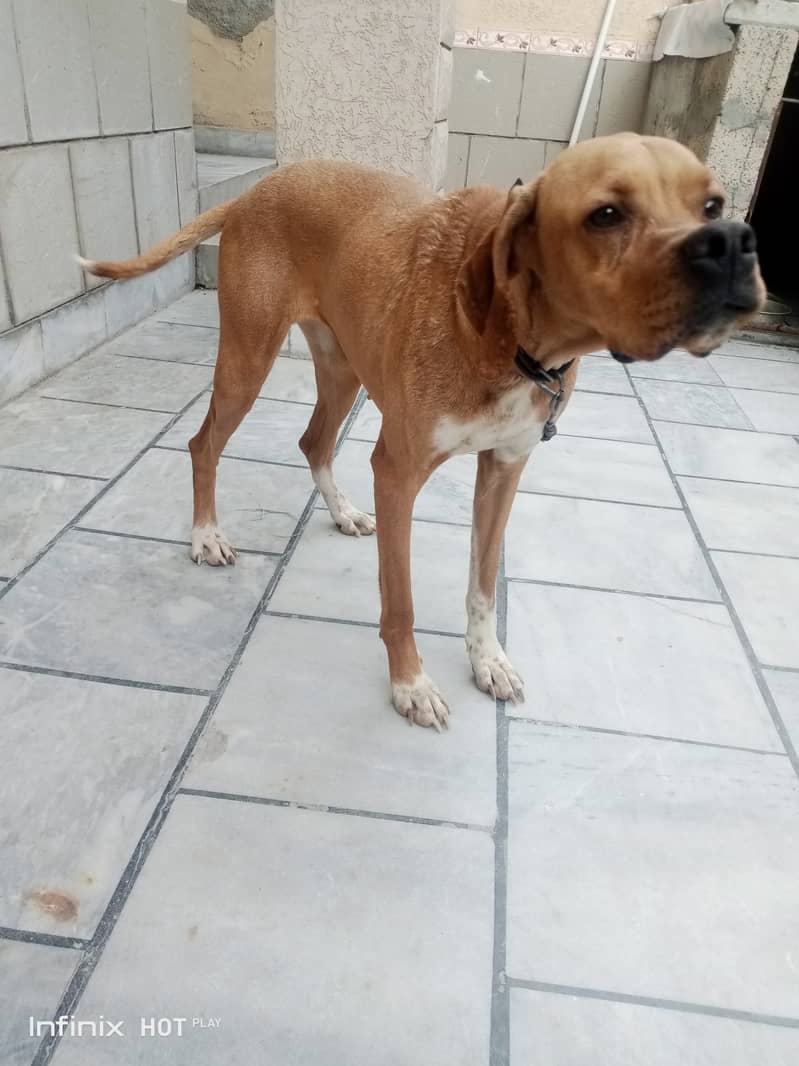 English pointer 2