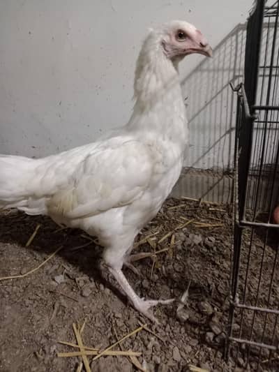 breeder female