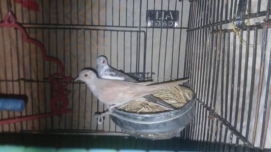 paid daimond doves breeder pair